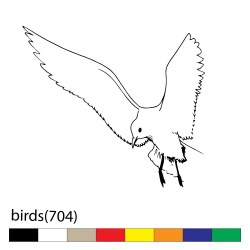 birds(704)